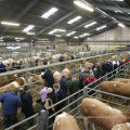 Steel Cattle Farm Agricultural Building